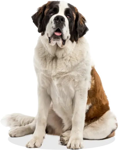 Dogfy Diet — Box d'essai Groß