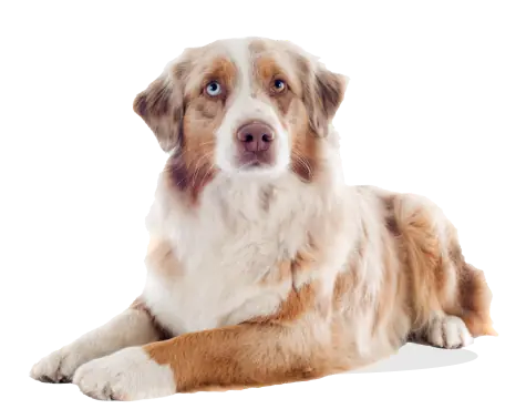 Dogfy Diet — Box d'essai Mittelgroß