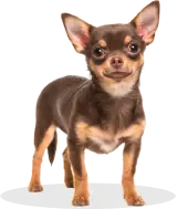 Dogfy Diet — Box d'essai Mini