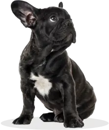 Dogfy Diet — Box d'essai Klein