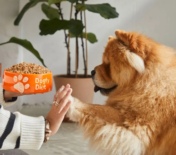 Perro mirando plato de comida para perros