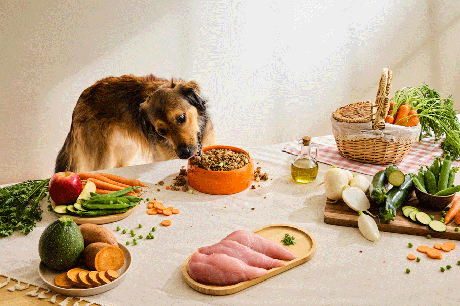 Selección de menú comida cocinada natural para perros