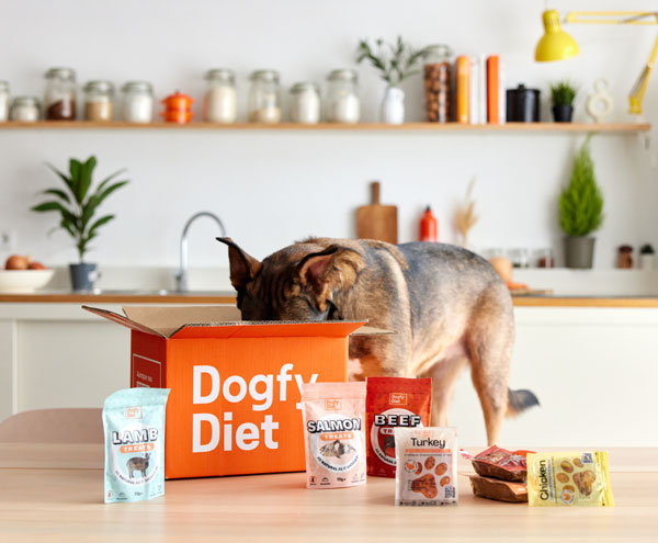 Cane felice aspetta il cibo naturale di dogfy