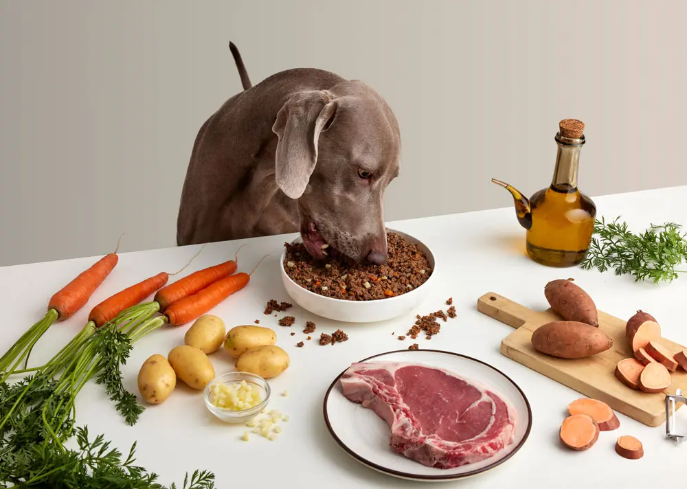 Perro comiendo comida natural sobre plato