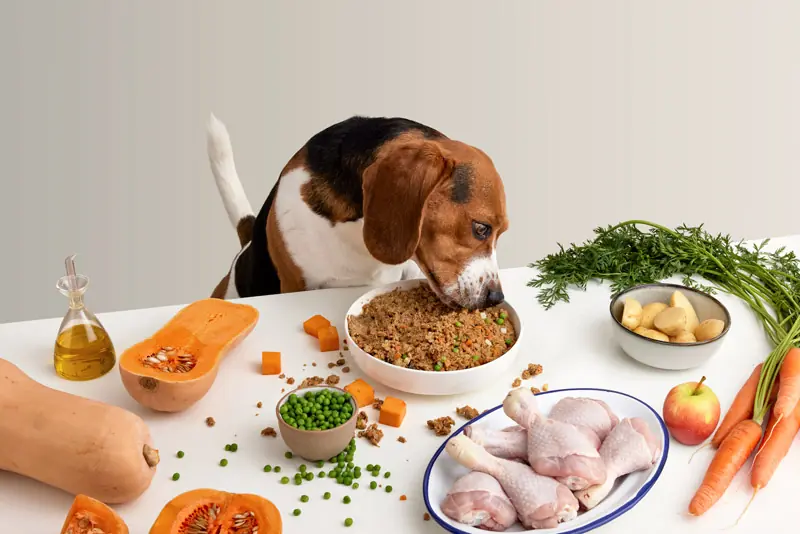 Perro comiendo comida natural de perros en plato