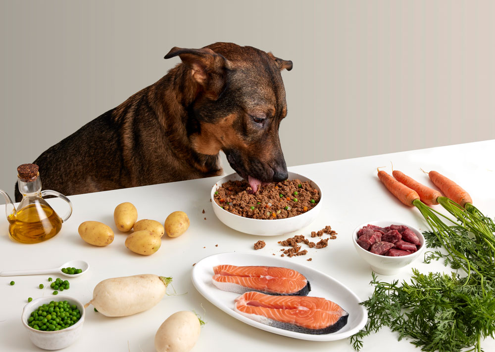 Cane che mangia cibo naturale per cani da una ciotola