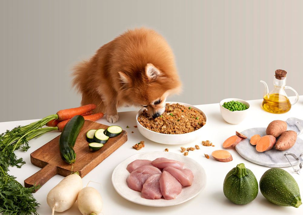 Pomerania comiendo comida natural de perros