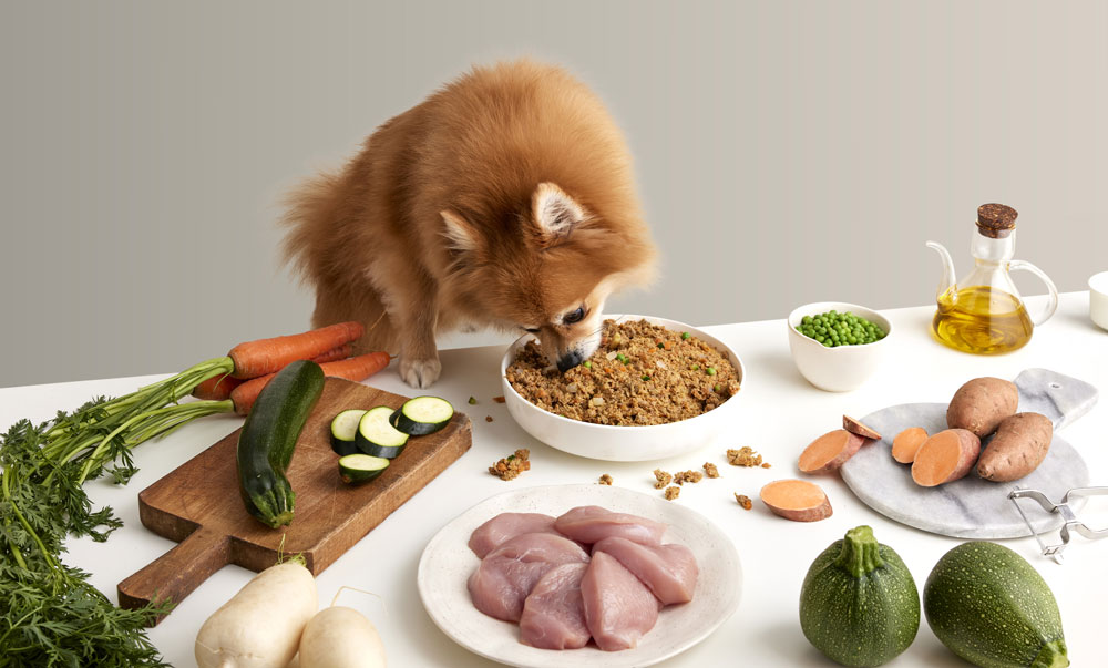 Pomerania comiendo comida natural de perros