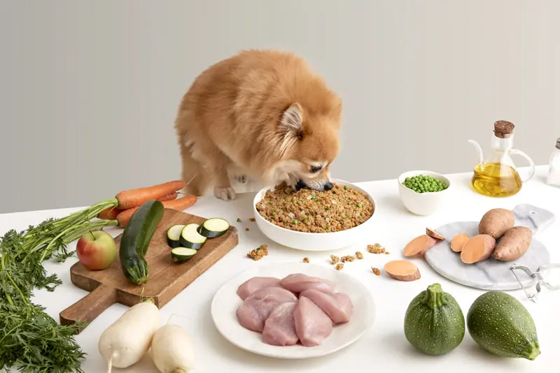 Pomerania comiendo comida natural de perros