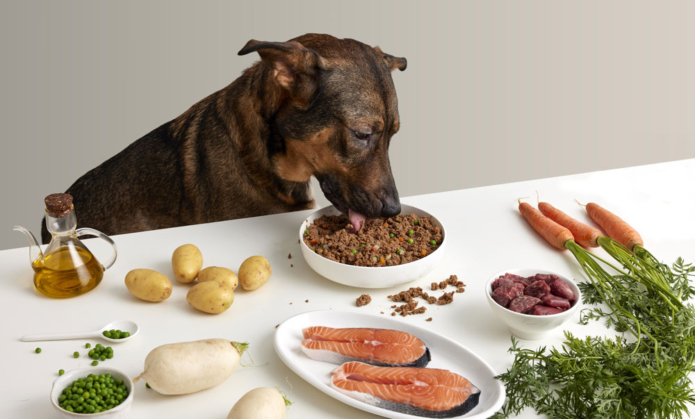Perro comiendo comida natural de perros en plato