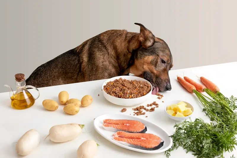 Perro comiendo comida natural de perros en plato