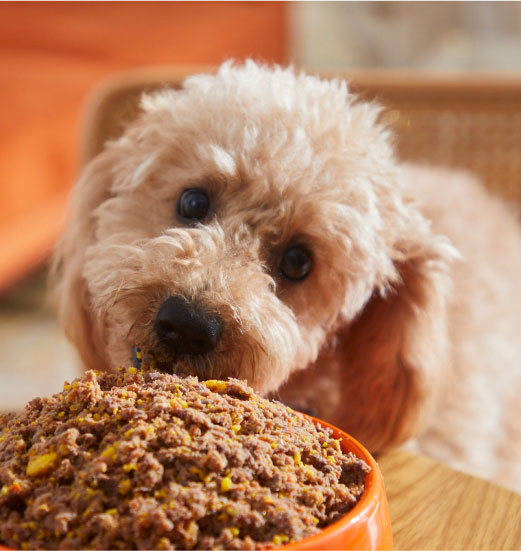 alimentacion barf perros dogfy diet ingredientes frescos y naturales