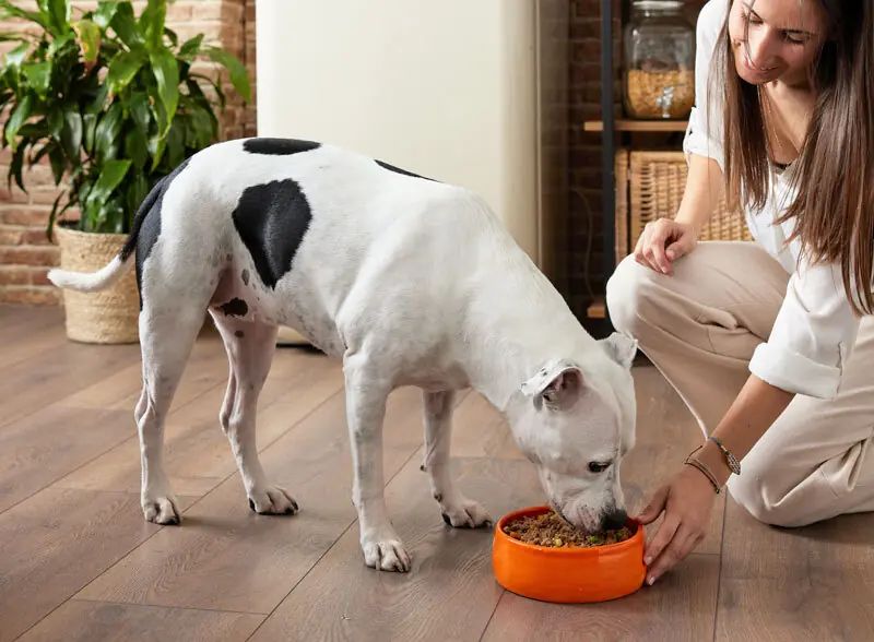 Dogo comiendo comida natural de perros
