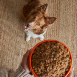 Dieta para border collie